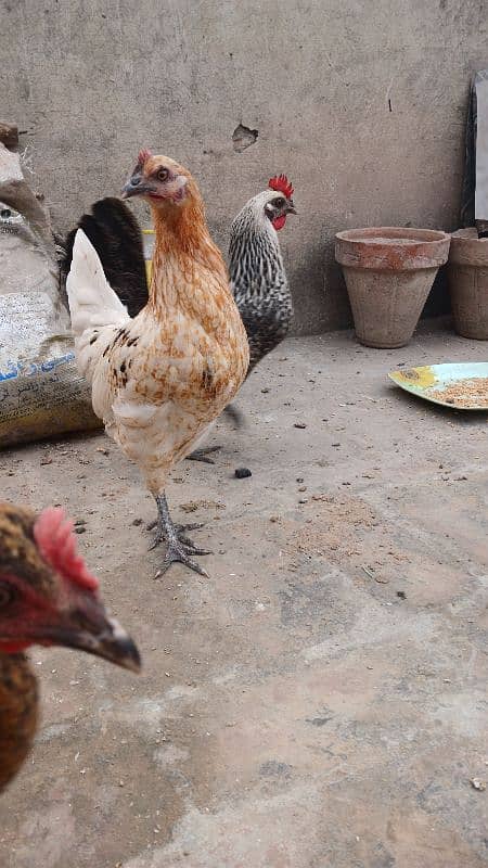 Beautiful desi hens pair 4 female 1 male and 5 chicks age is 5 months 11