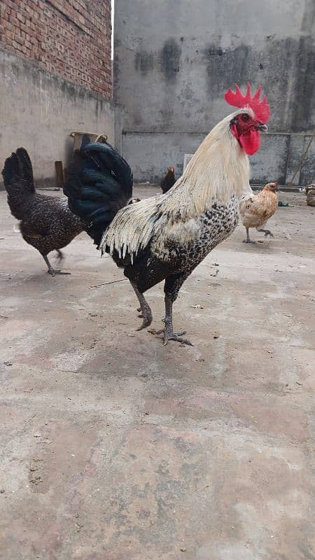 Beautiful desi hens pair 4 female 1 male and 5 chicks age is 5 months 12