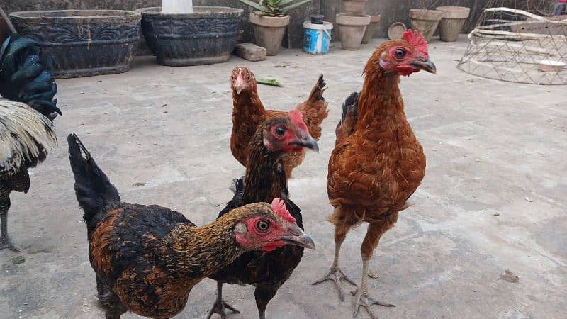 Beautiful desi hens pair 4 female 1 male and 5 chicks age is 5 months 14