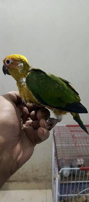 sun conure tame  all types of color Ring neck & phari chick available 0