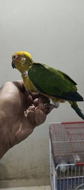 sun conure tame  all types of color Ring neck & phari chick available 1