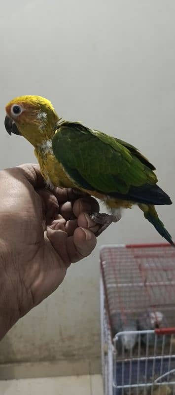 sun conure tame  all types of color Ring neck & phari chick available 2