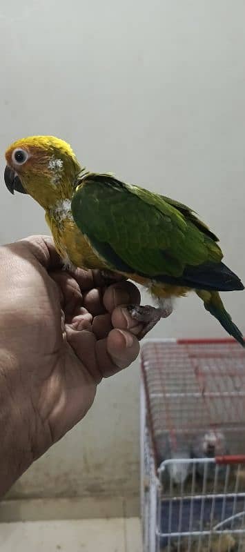 sun conure tame  all types of color Ring neck & phari chick available 3