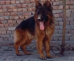 german shepherd male for stud free