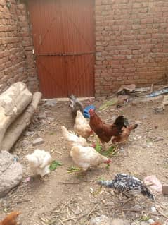 golden misri Desi hens eggs lying 03010077979