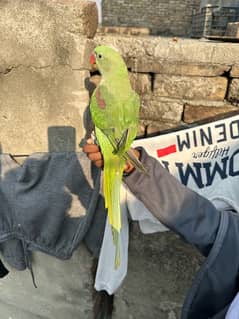 Raw tamed parrot for sale