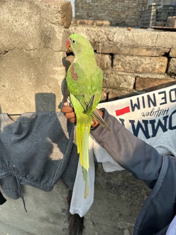 Raw tamed parrot for sale 0