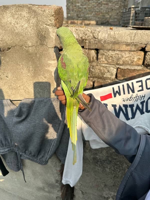 Raw tamed parrot for sale 2