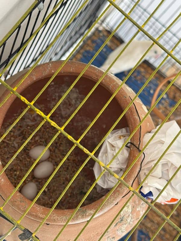 eggs laying breedar pair. 5