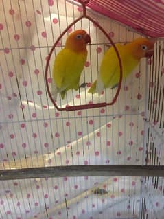 lovebirds ( with cage ) price can be low ,   pics will be provided