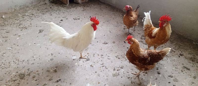 egg laying hens 0