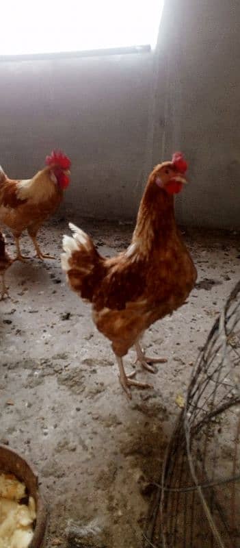 egg laying hens 2