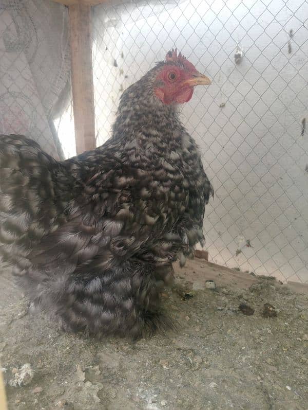 Fancy Hen FOR SALE 0