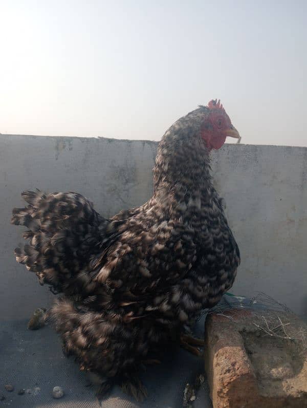 Fancy Hen FOR SALE 1