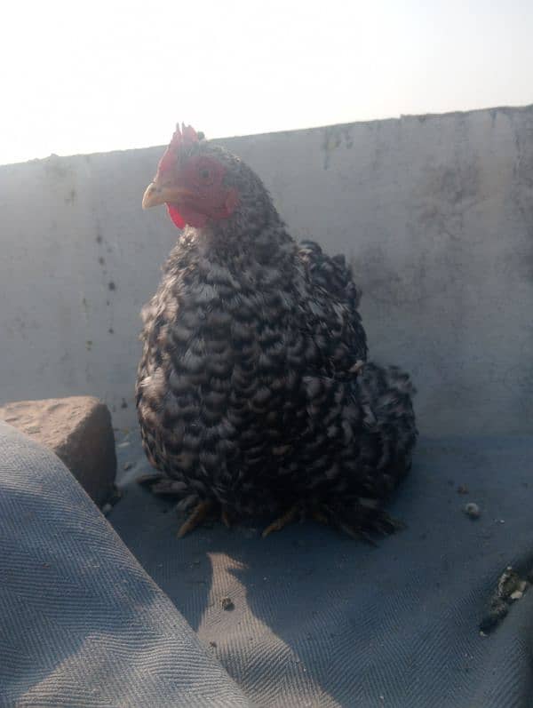 Fancy Hen FOR SALE 2