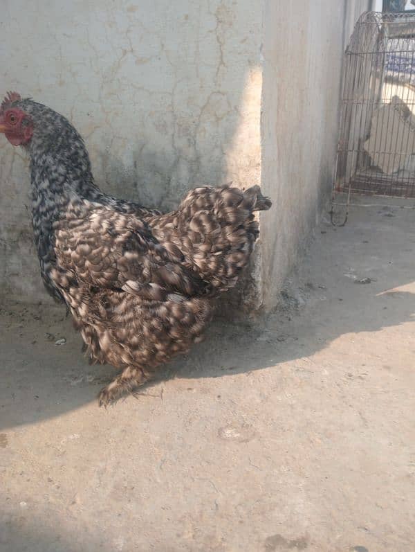 Fancy Hen FOR SALE 3