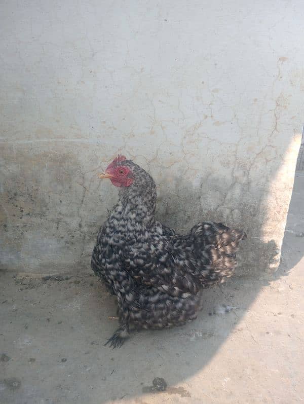 Fancy Hen FOR SALE 4