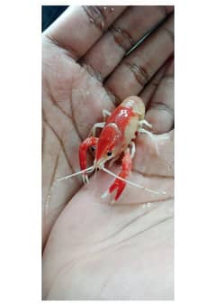 Crayfish