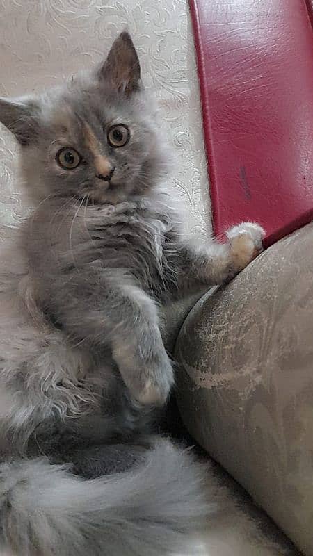 Persian cat white gray color 0