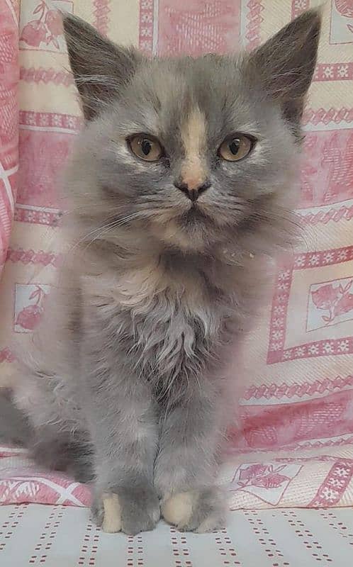 Persian cat white gray color 1