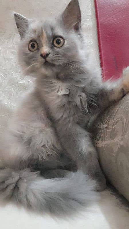 Persian cat white gray color 2