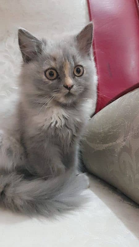 Persian cat white gray color 3