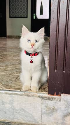 Persian male cat