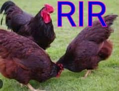 RIR, White Silkies fertile eggs available