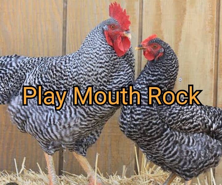 Fayoumi |RIR | white silky | Play mouth rock fertile eggs available 2