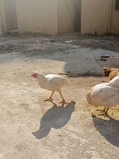 Aseel patha with three aseel hens and one other hen .