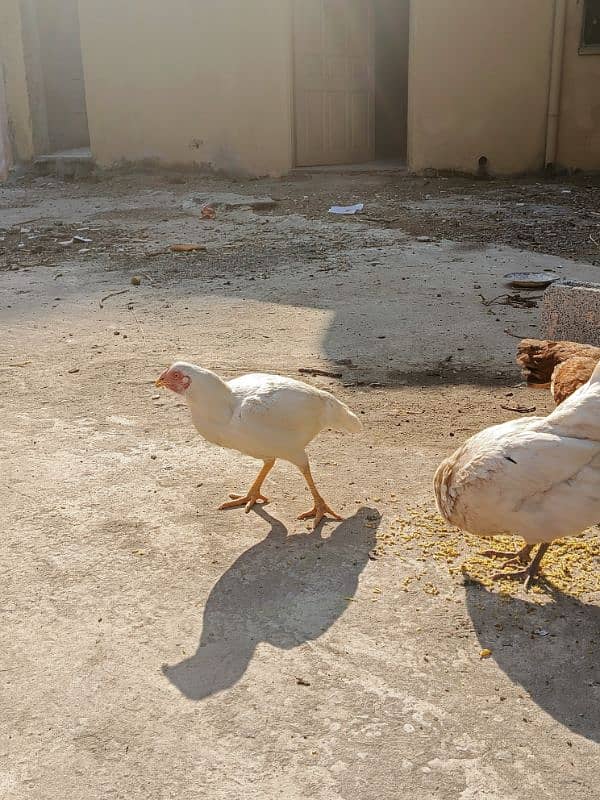 Aseel patha with three aseel hens and one other hen . 0