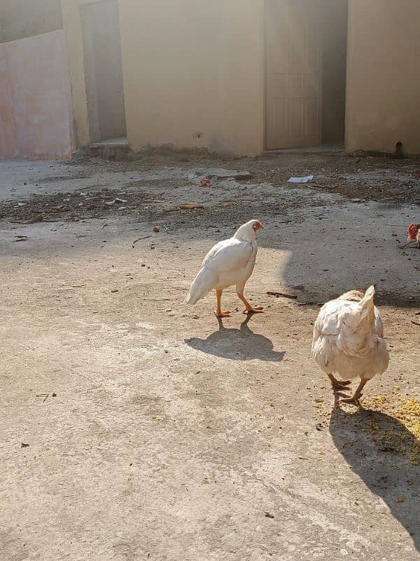 Aseel patha with three aseel hens and one other hen . 2