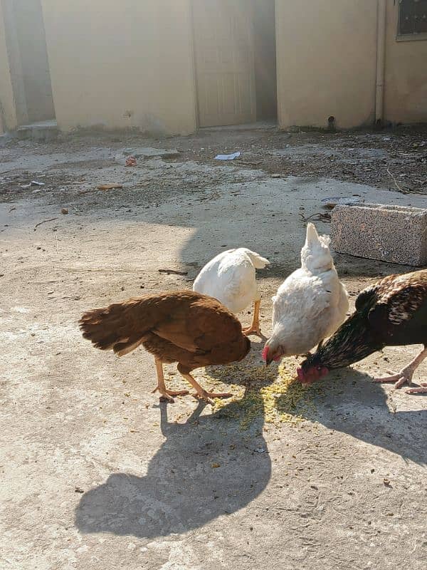 Aseel patha with three aseel hens and one other hen . 3