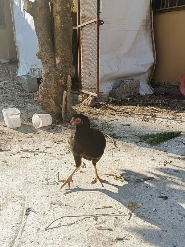 Aseel patha with three aseel hens and one other hen . 5