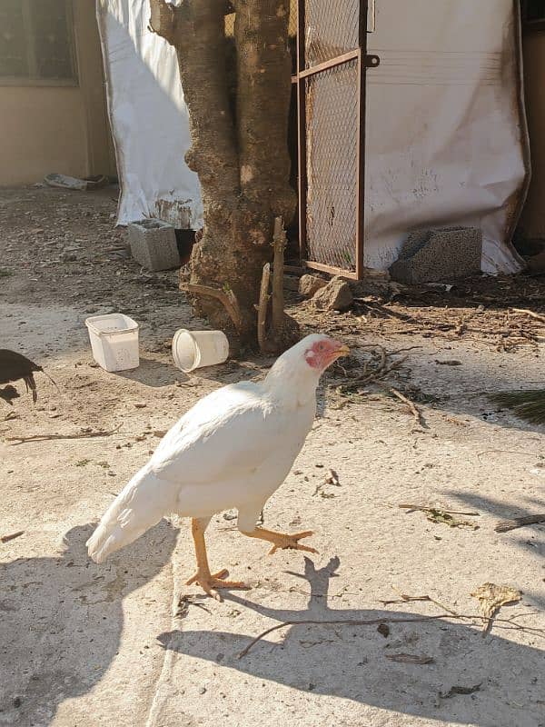 Aseel patha with three aseel hens and one other hen . 6