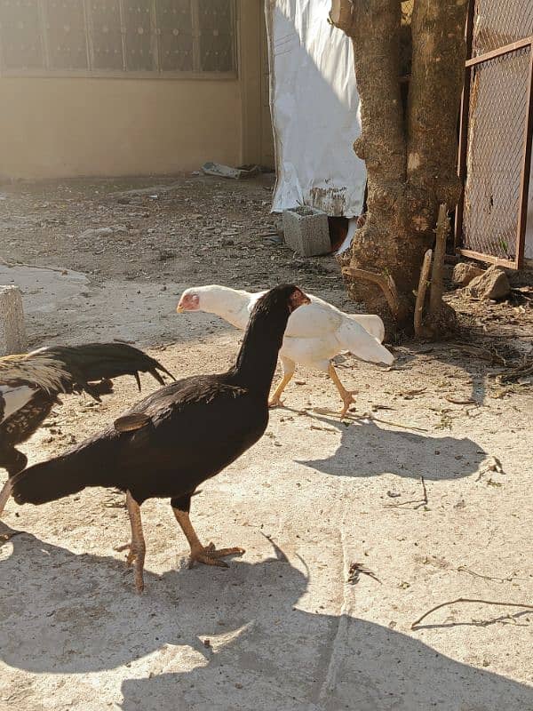 Aseel patha with three aseel hens and one other hen . 7