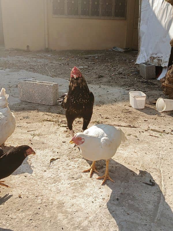 Aseel patha with three aseel hens and one other hen . 9