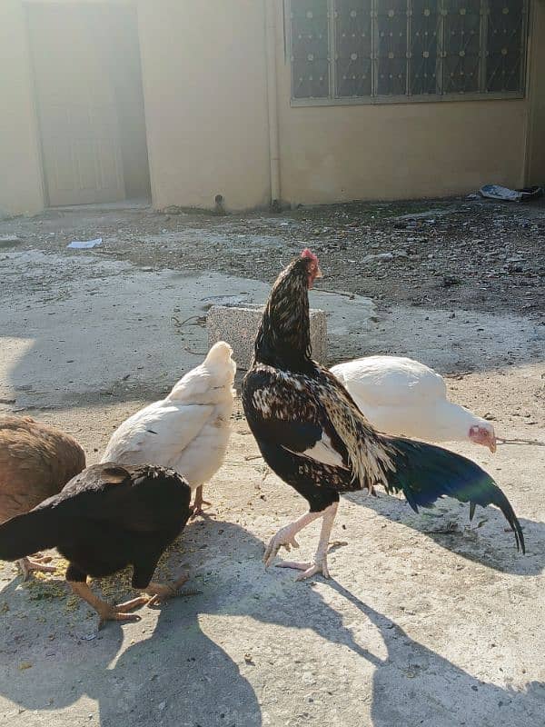 Aseel patha with three aseel hens and one other hen . 10