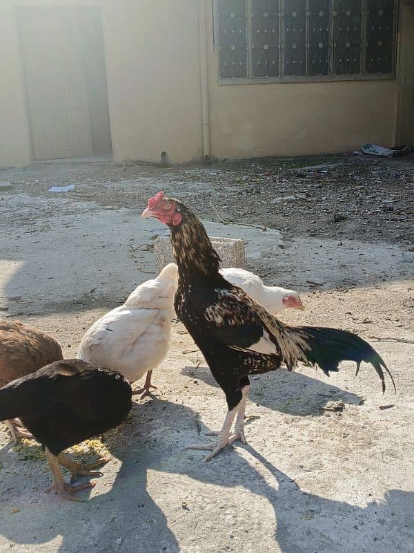 Aseel patha with three aseel hens and one other hen . 11