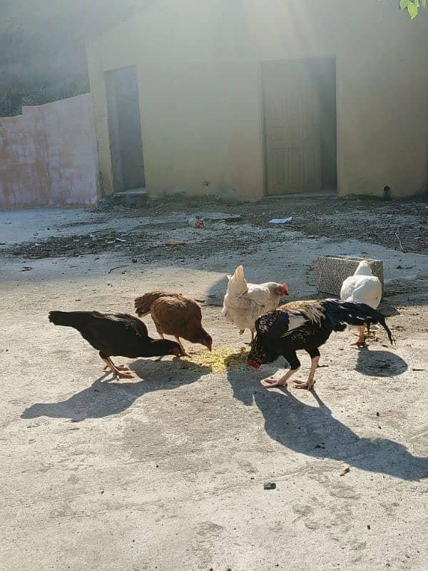 Aseel patha with three aseel hens and one other hen . 12