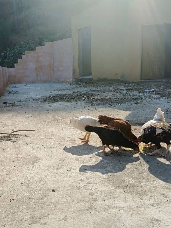 Aseel patha with three aseel hens and one other hen . 13