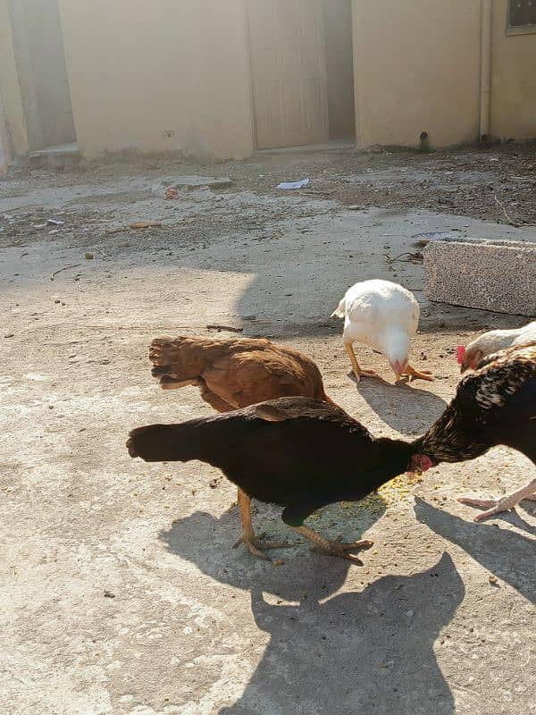 Aseel patha with three aseel hens and one other hen . 14