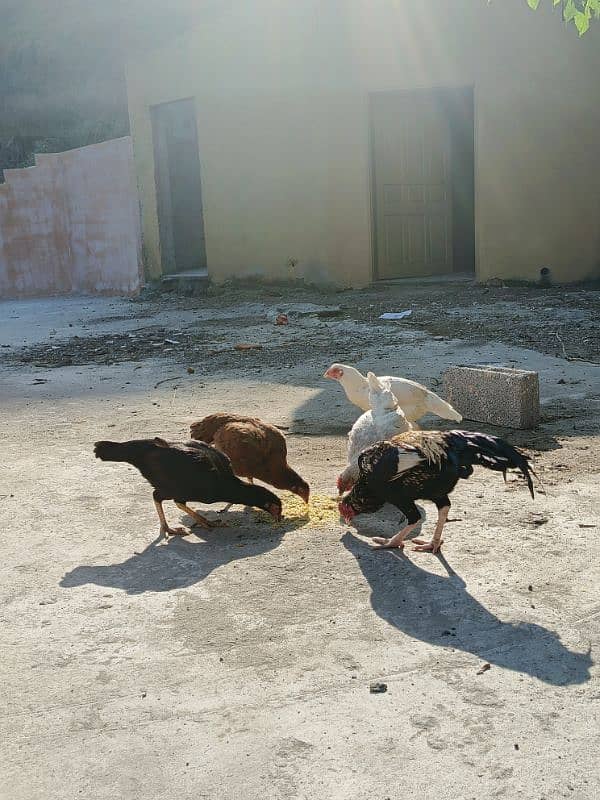 Aseel patha with three aseel hens and one other hen . 15