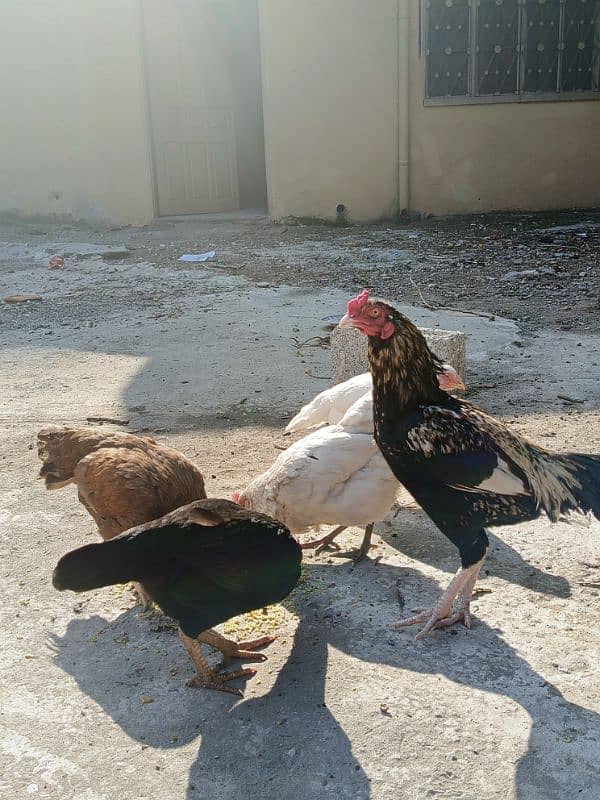 Aseel patha with three aseel hens and one other hen . 17