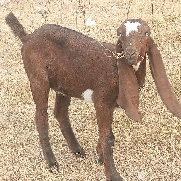 Desi bakri, Beetal bakri, beetal bakri k bache 1