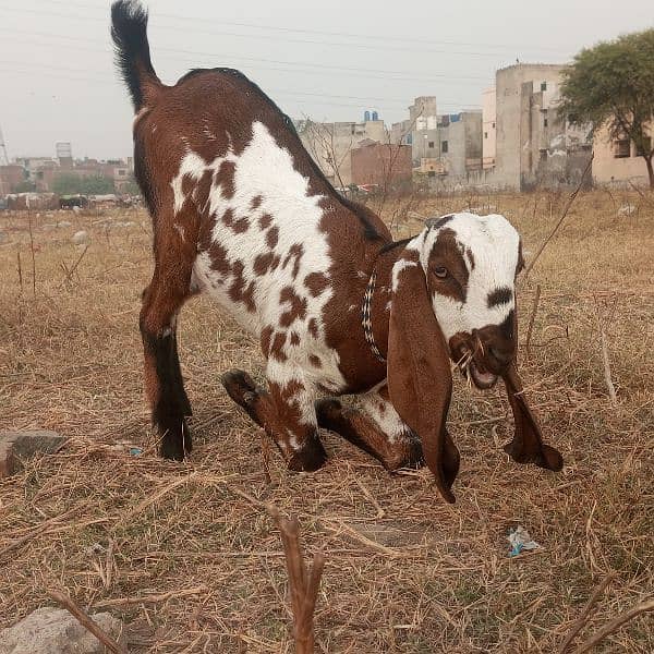 Desi bakri, Beetal bakri, beetal bakri k bache 2