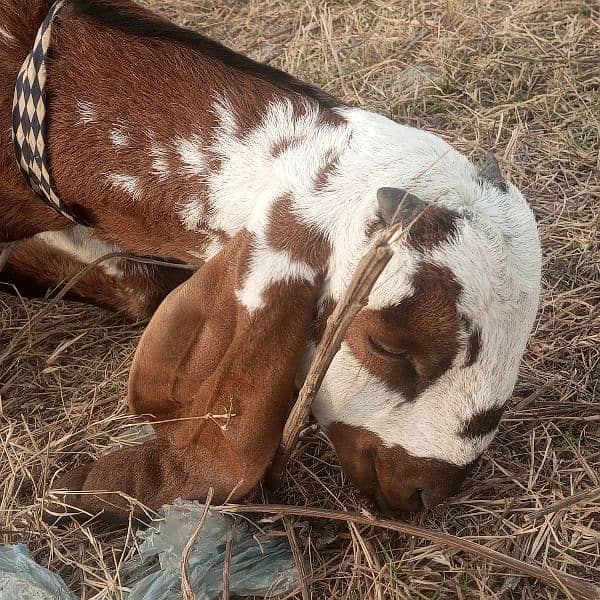 Desi bakri, Beetal bakri, beetal bakri k bache 4