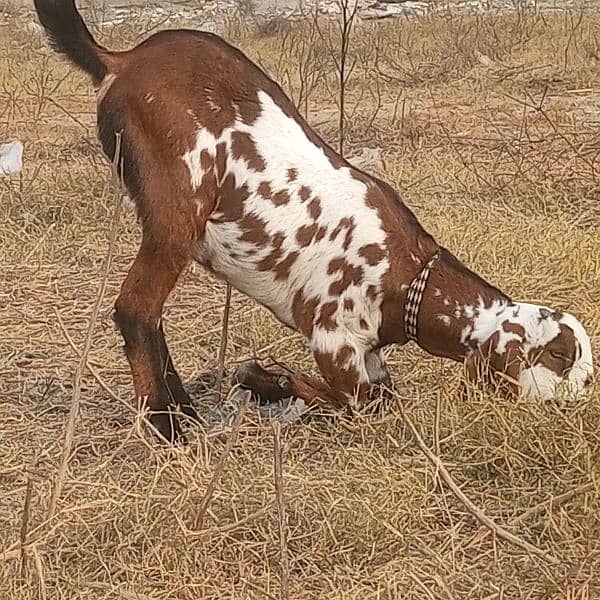 Desi bakri, Beetal bakri, beetal bakri k bache 5