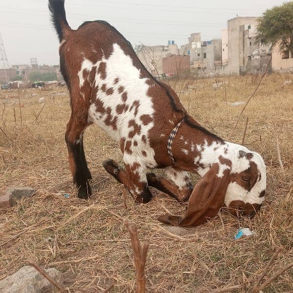 Desi bakri, Beetal bakri, beetal bakri k bache 8