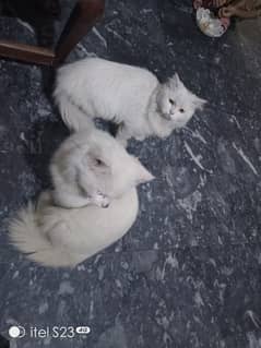 Persian cats